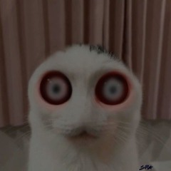 scary_cat_5