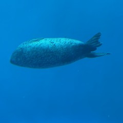 Kasagumo