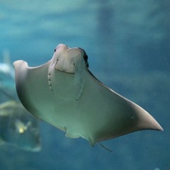 Stingray