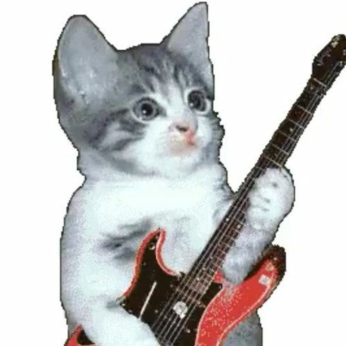 Кот играет на гитаре