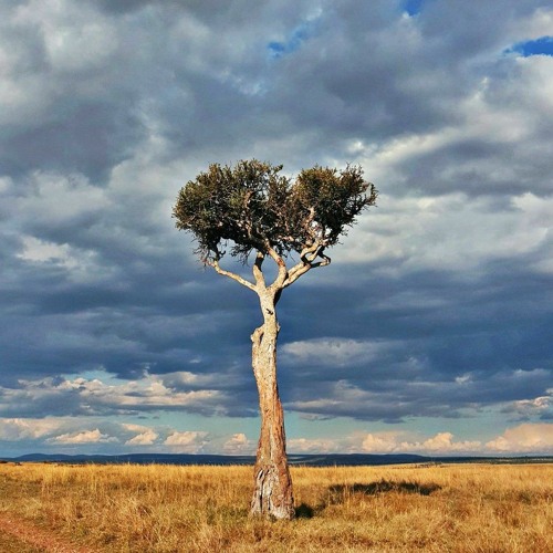 أحببتها منذ الصغر | إدريس أبكر
