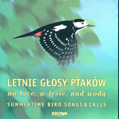 Singing birds of the forest, in the background the woodpecker tapping