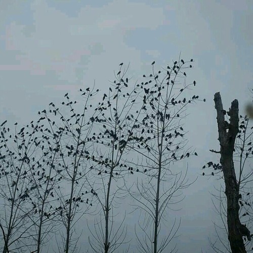 Siyavash Ghomeyshi____