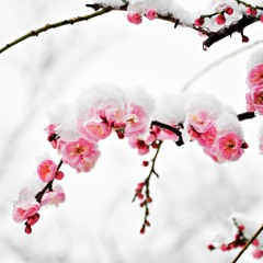 Winter Surrendering