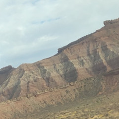 Cactus Garden - Rough