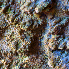algae and tufa, will you be more successful than me? (soundtrack)