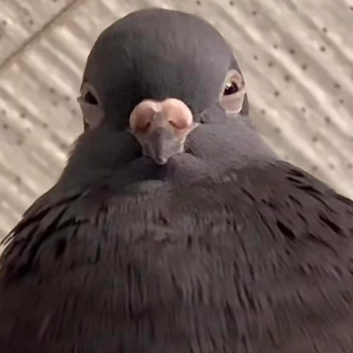 Small portion of distortion