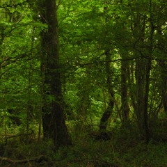 Chorus & Wind - 20 May 2020 - 5,24am