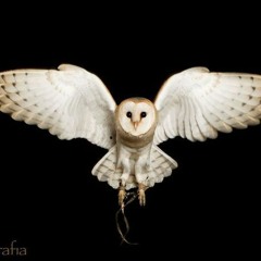 Barn Owl
