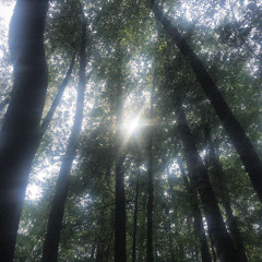 broken in the forest shadow