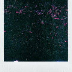 Typhoid