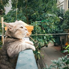 IF - Từ Vi [丁可 - 徐薇]