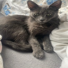 mxteibih* - ##TehnologiaFuraVIETI (prod. anton beton) ##Juggtapesoon