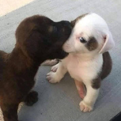 wuu  -  dem