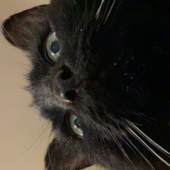 The Tale Of Black Tail