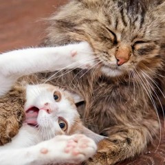 saydat (prod. shinju x silver)