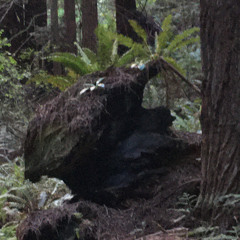 overgrown