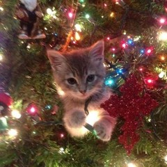 Counting on a very merry Christmas (Not mine!)