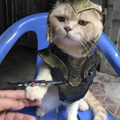 what did it cost?