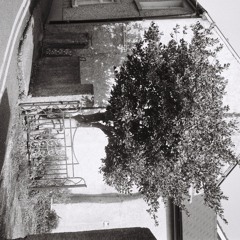 5. Habitat- Ribbon In A Rosebush