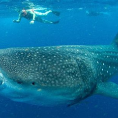 Best Smallgroup Eco Friendly Whale Sharks Tour In Cancun Riviera Maya Tours Review