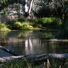 Daabani Biik Butganani Yanath -  Yea Wetlands Immersive Walk