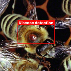 Automated beehive surveillance with computer vision: Smarter monitoring for healthy beekeeping