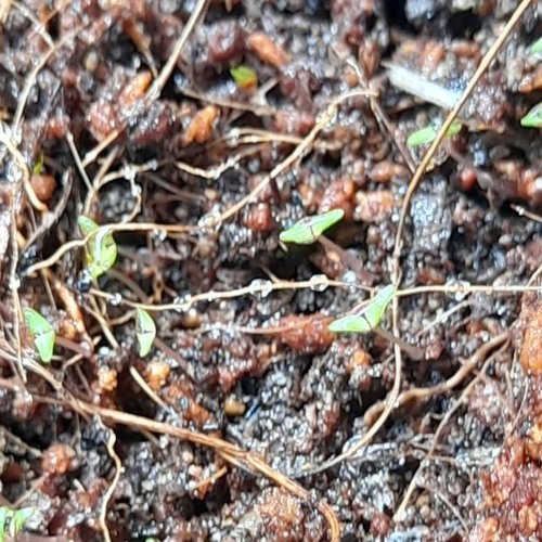 sakitto menda - stepwise surrender