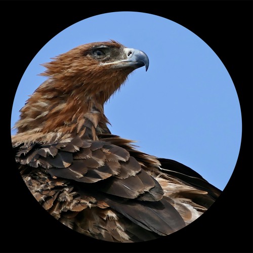 Premiere: Krotone 'Storm Cloud'