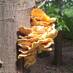 DGTek23 // Mental melodic acidcore (korg electribe liveset extraction)