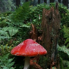 ✧.*₊𝘐'𝘮 𝘭𝘢𝘶𝘨𝘩𝘪𝘯𝘨 𝘰𝘯 𝘵𝘩𝘦 𝘰𝘶𝘵𝘴𝘪𝘥𝘦 :|| 𝘀𝗹𝗼𝘄𝗲𝗱 : 𝗿𝗲𝘃𝗲𝗿𝗯˚ˑ༊*·˚ ✎