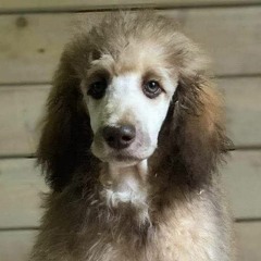 Mørke Sjel - GHOST pt. 3