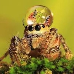 Spiders Wearing Waterdroplets As Hats   2