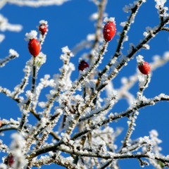 Traumraum am Traumbaum