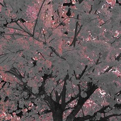 Vestige