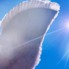 Fly Away
