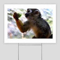 06 Monkey Yard Sess 12th TSP22