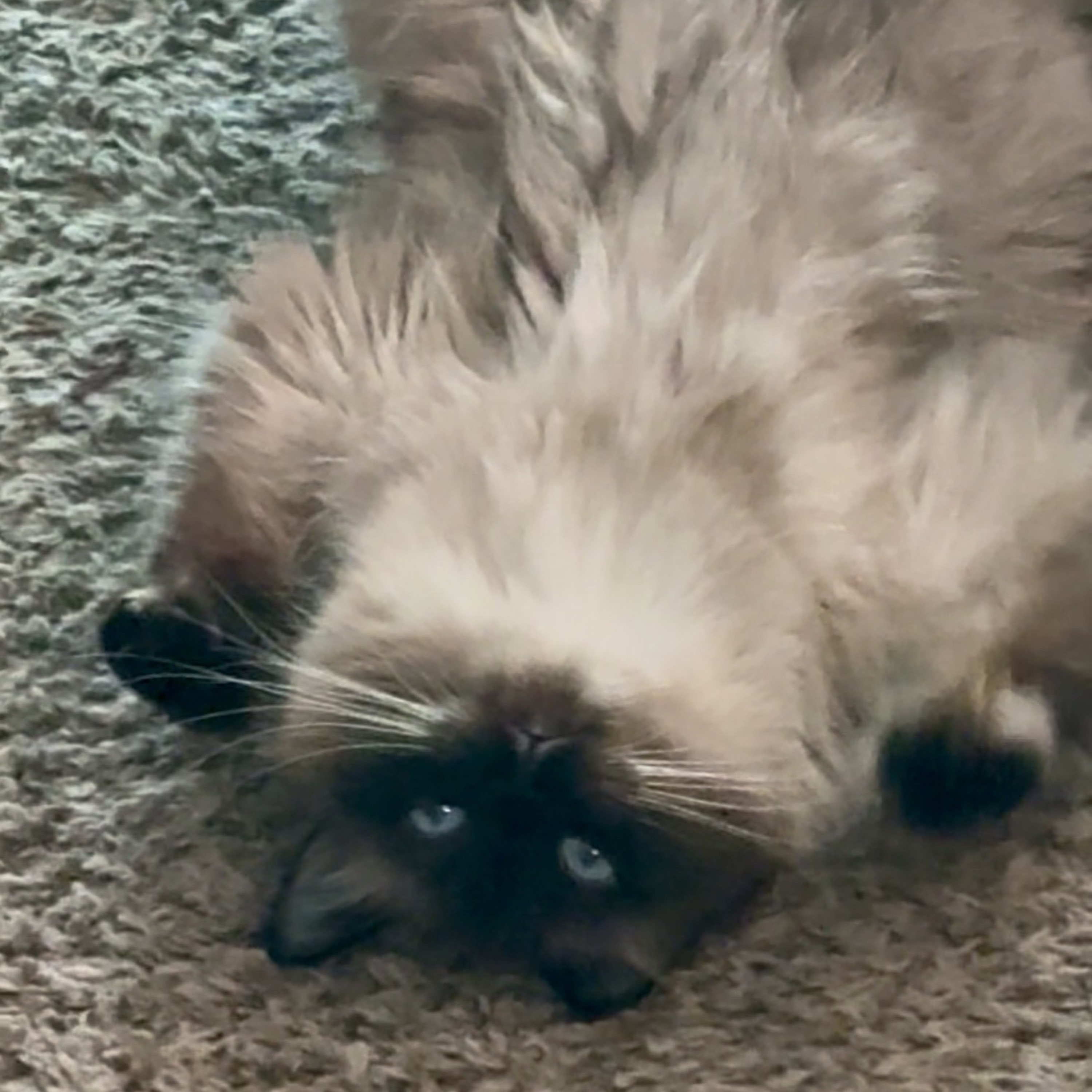 fate stained destiny