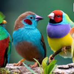 Birdwatcher
