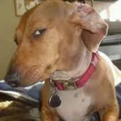 "livin' the american dream baby WOOOOOOOOOOOOOO"