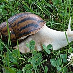 Schneggewalzer (Downbeat Podcast)