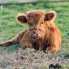 forty-acres-in-oklahoma.mp3