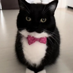 ima boss but i was bored