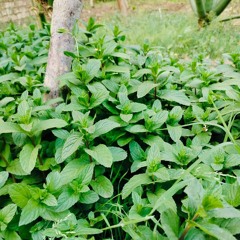 قرآن المغرب 28 رمضان 1446 / الدكتور أحمد نعينع ما تيسر من سور الزمر وغافر والنازعات