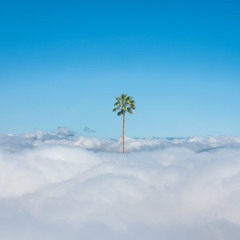 Heaven’s Paradise