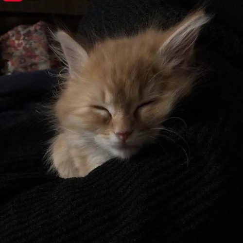 Lil Liem, EREN, HIGO - hãy cho con chịu đau khổ thay em (pt.2)