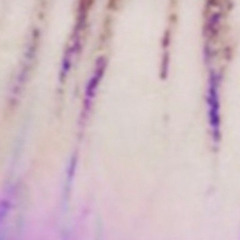 barcode thighzz [dullxx]