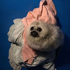 SHUT UP! I WANT MOO DENG!!1!11!!!!!!!!😡😡😡😡😡