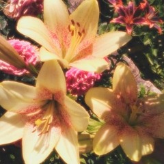 Nắng Ấm Trong Tim (Lofi Ver.) - Duongg x Will M | lạc vào khu rừng hoa…