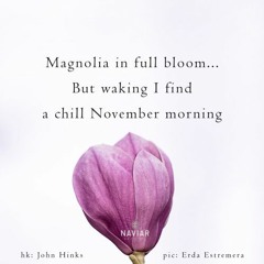 haiku #360: Magnolia in full bloom… / But waking I find / a chill November morning
